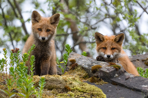 Verken de Noorse Fjorden en de wilde dieren vanuit Abisko.