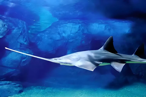 Shanghai: Shanghai Ocean Aquarium Tickets