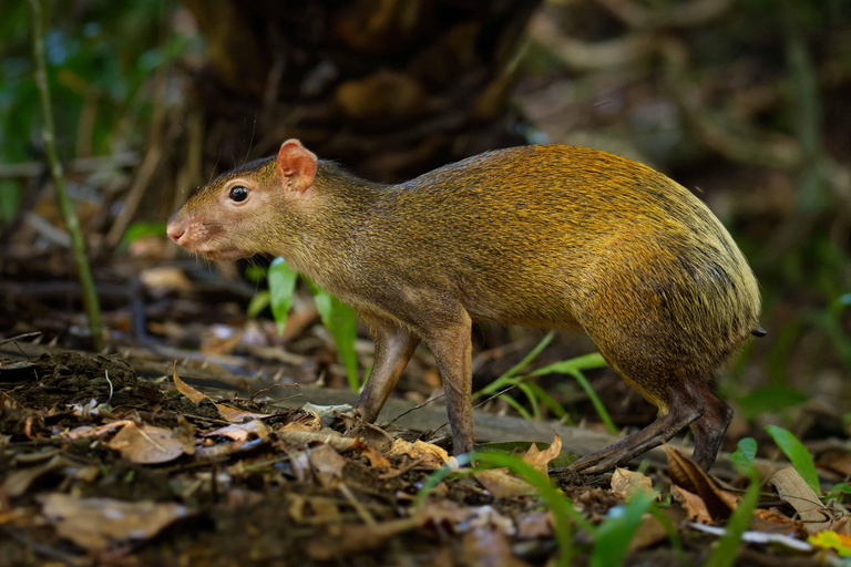 Carara National Park: Guided Walk Carara Costa Rica Nature