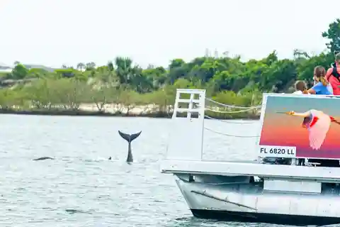 St. Augustine: Expert-Led Dolphin & Wildlife Eco Adventure