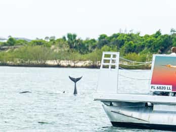 St. Augustine : aventure écologique guidée par des experts à la découverte des dauphins et de la faune sauvage