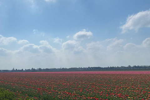 Keukenhof Special: Private Tulip & Insta Photo Experience Private Keukenhof and Tulip Fields Tour