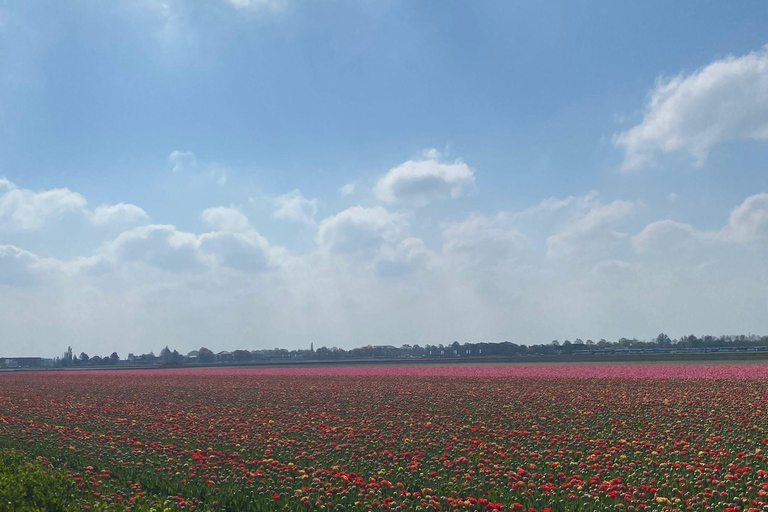 Keukenhof Special: Private Tulip & Insta Photo Experience Private Keukenhof and Tulip Fields Tour