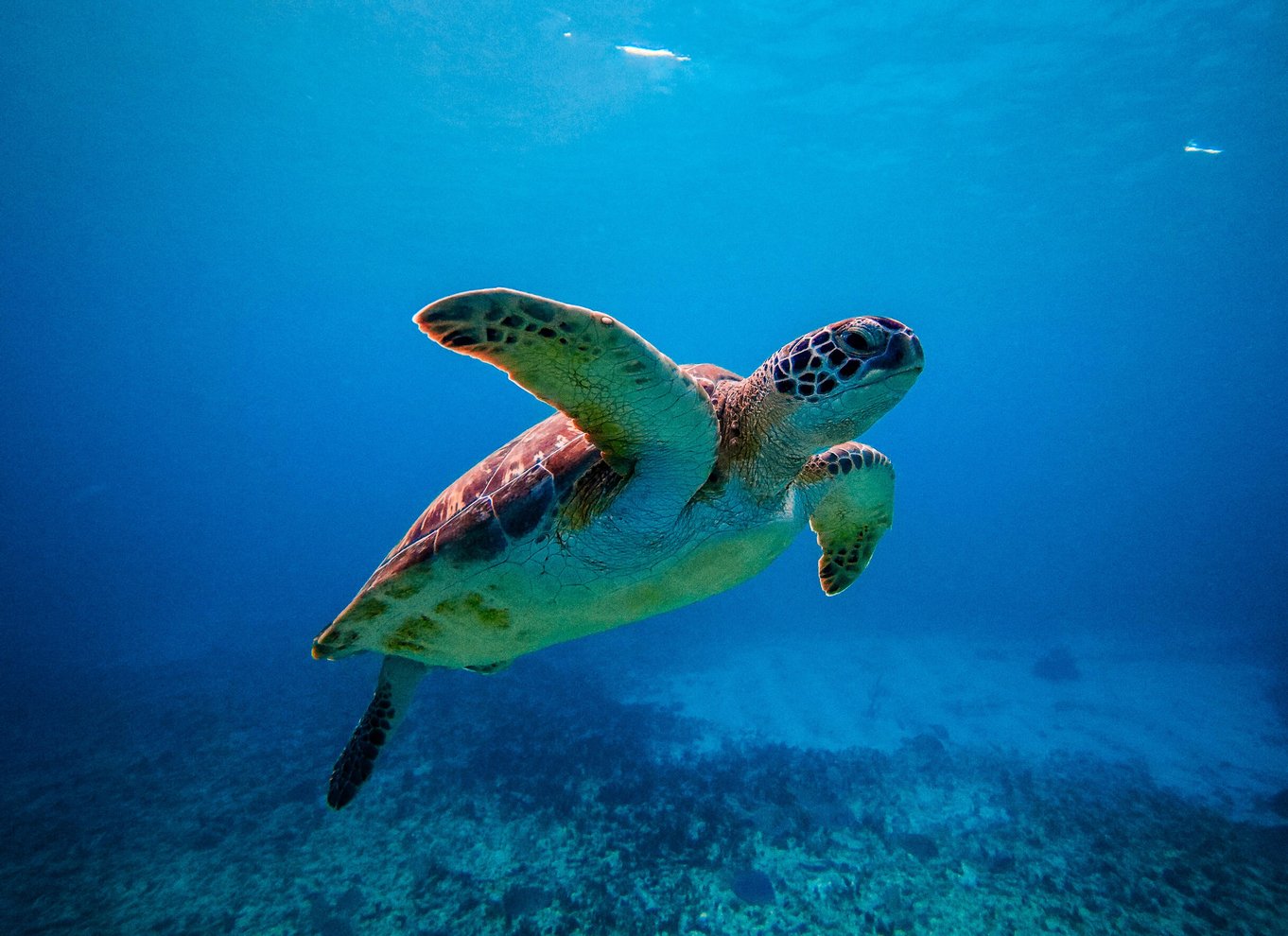 Tulum: Snorkling med skildpadder, koralrev og mayaruiner