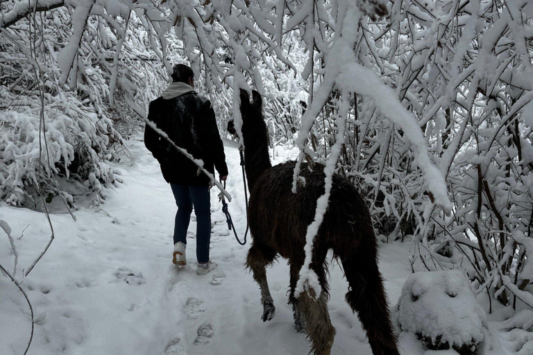 Guided llamawalk with a traditional, homemade cheesefondue