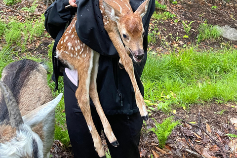 Quebec City: Guided Goat Hike & Beaver Dam Visit with Picnic
