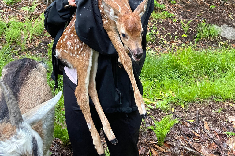 Quebec City: Guided Goat Hike & Beaver Dam Visit with Picnic
