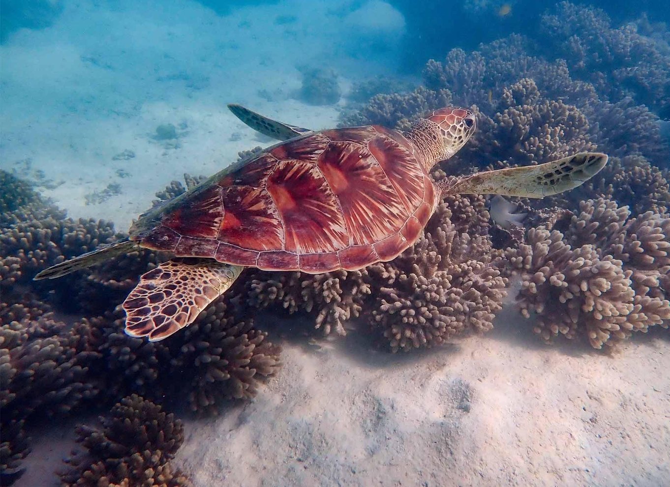 Exmouth: Guidet snorkeleventyr på Ningaloo Reef