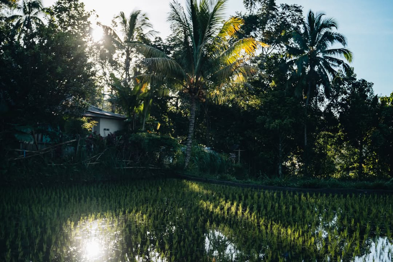 Tetebatu Waterfalls, Rice Terraces & Monkey Forest Day trip