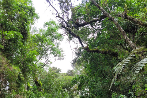 CAMINHO DO OURO - Guided tour Atlantic Forest, Waterfalls, Stories.