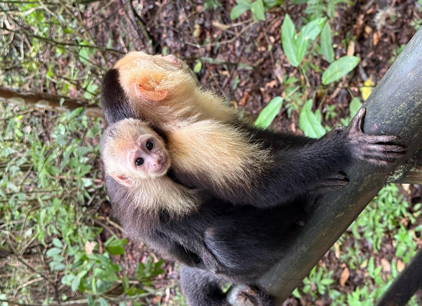 Manuel Antonio Nationalpark: Guidet tur med ENTRÉ INKLUDERET