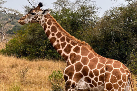 Entebbe : Parc du lac Mburo et Parc Queen Elizabeth, excursion de 3 joursEntebbe : excursion de 3 jours au parc du lac Mburo et au parc Queen Elizabeth