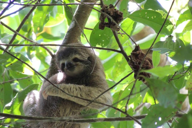 Uvita: Corcovado National Park Guided Hike with Lunch