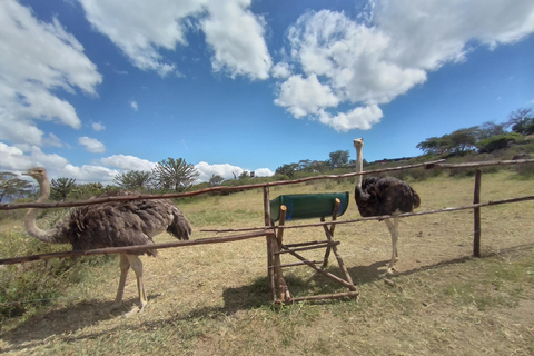 Nairóbi: Excursão ao Parque Nacional Nakuru e ao Lago NaivashaNairobi: Parque Nacional Nakuru e Excursão ao Lago Naivasha