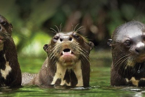 From Cusco | Manu Jungle Tour 7D/6N | Wonders of Manu