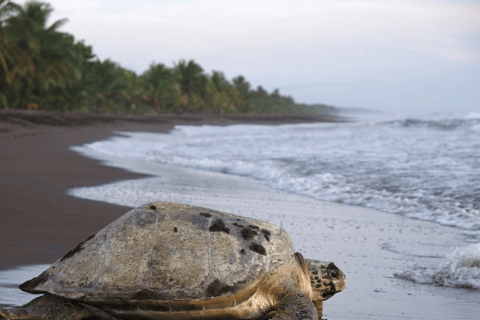 Costa Rica: 6-daagse avontuurlijke rondreis met hotels en activiteiten