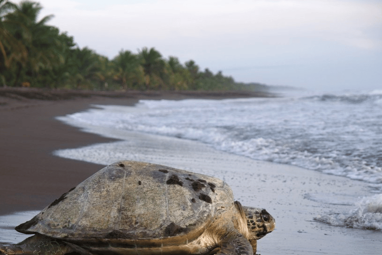 Costa Rica: 6 dagars äventyrsresa med hotell och aktiviteter