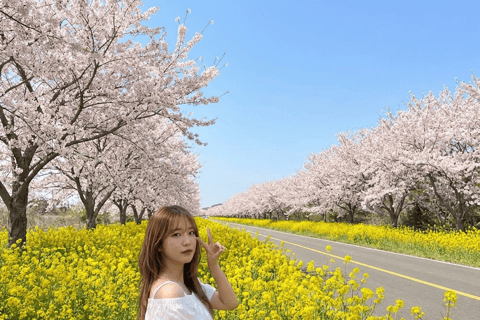 Jeju: Cherry Blossom Tour with Hotel Pickup Jeju cherry Blossom Season Tour : Small Group [Hotel P-up]