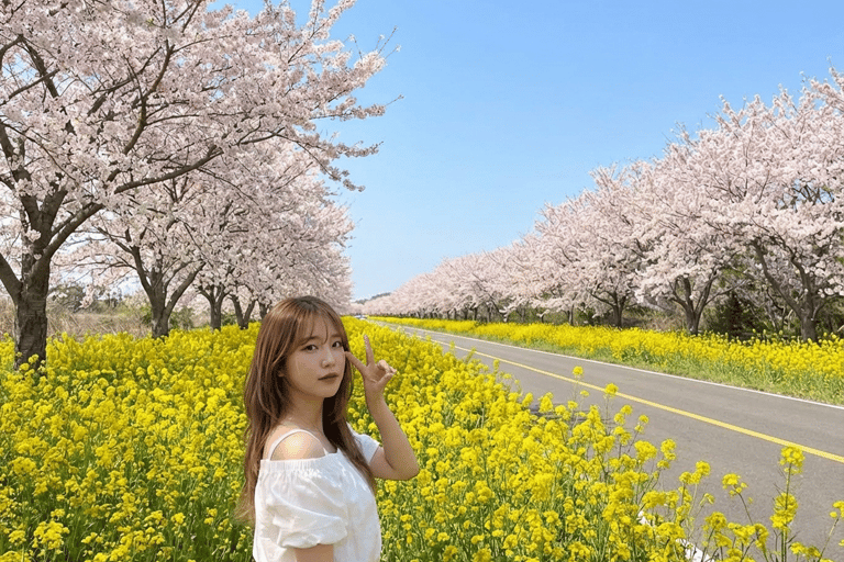 Jeju: Cherry Blossom Tour with Hotel Pickup Jeju cherry Blossom Season Tour : Small Group [Hotel P-up]