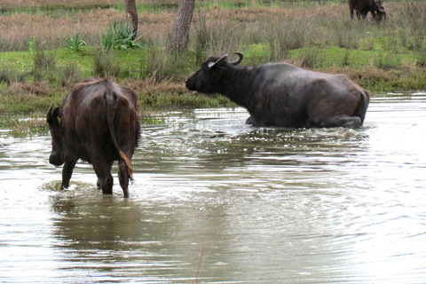 从地拉那出发：贝拉特和卡拉瓦斯塔泻湖一日旅行
