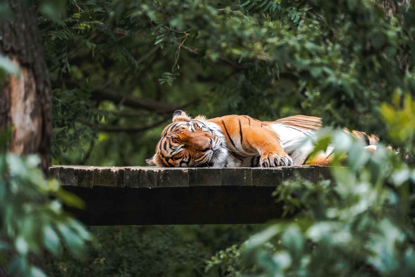 Зоопарк Праги: билеты без очереди и трансфер