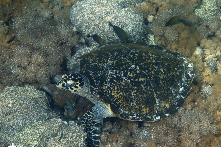 Lombok: Gili Meno Turtle Snorkeling Trip with Photos