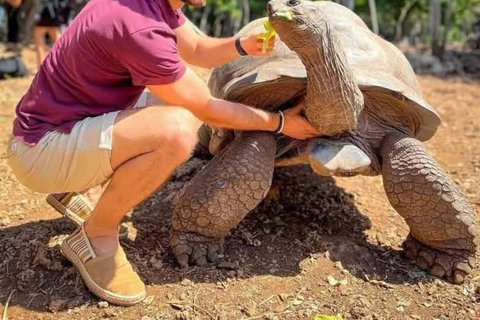Zanzibar:Sea torttle swim at Salaam & Prison Island Tortoise Private Salaam cave & prison Island. No transfer