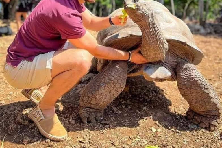 Zanzibar:Sea torttle swim at Salaam & Prison Island Tortoise Private Salaam cave & prison Island. No transfer