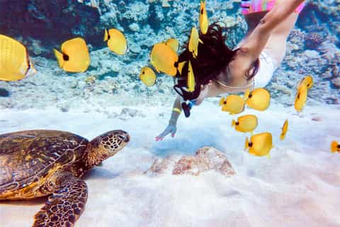 From Ma'alaea Harbor: Molokini Snorkeling Adventure