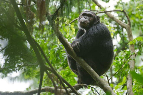 Vanuit Kigali: 3-daagse Nyungwe National Park tour met transfers