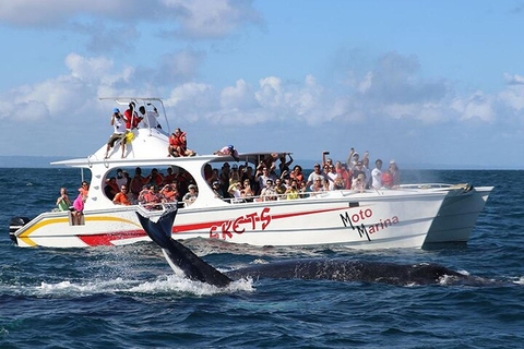 Punta Cana: Private Samaná Whale Watching Day Trip