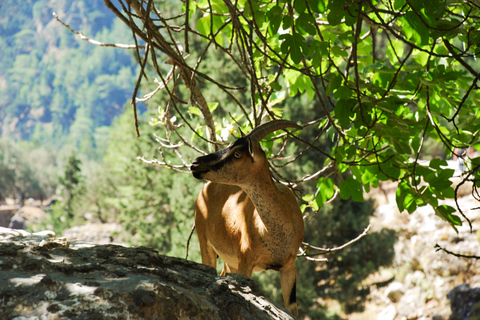 De Chania: Caminhada de 1 Dia à Garganta de SamariáDe Kalyves ou Almyrida