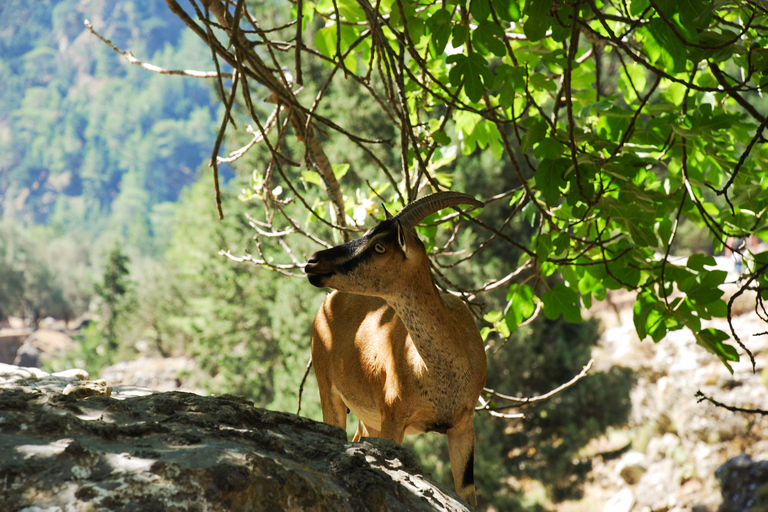 De Chania: Caminhada de 1 Dia à Garganta de SamariáDe Kalyves ou Almyrida