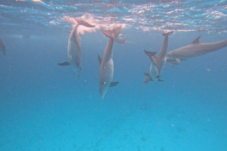 Mnemba: Afrikanska Maldiverna dagstur med lunchNungwi: Afrikanska Maldiverna dagstur med lunch
