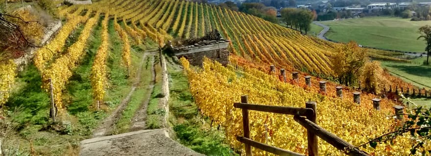 Valle d'Aosta: Visita e degustazione di vini della cantina Grosjean