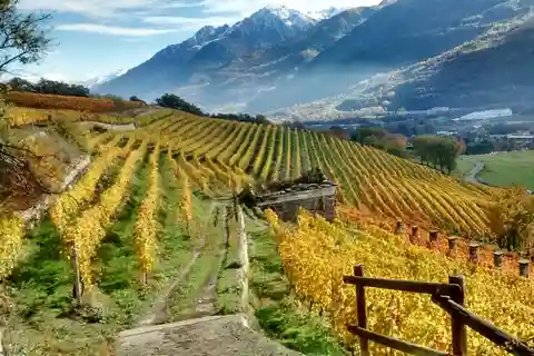 Valle d'Aosta: Visita e degustazione di vini della cantina Grosjean