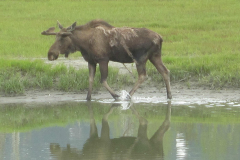 Anchorage: Portage Glacier en Wildlife Explorer Cruise
