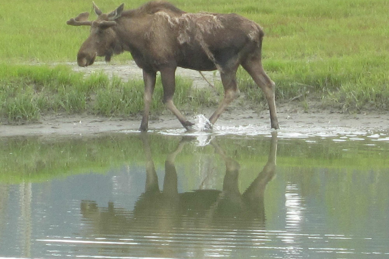 Anchorage: Portage Glacier en Wildlife Explorer Cruise