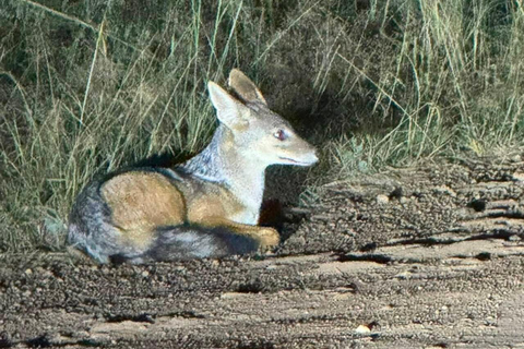 Nairobi National Park Night Safari with Armed Rangers