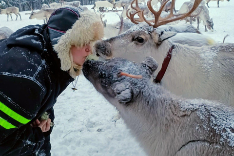 Levi: Reindeer Farm Visit and Snowshoe Adventure with Lunch