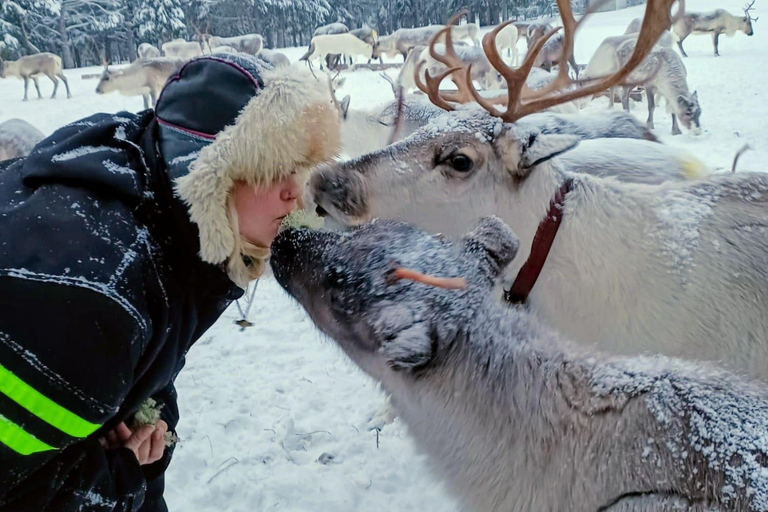 Levi: Reindeer Farm Visit and Snowshoe Adventure with Lunch