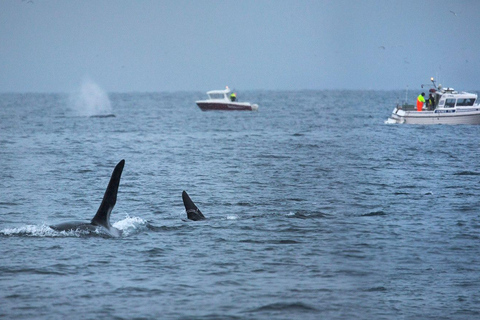 Tromsø: Responsible Whale Watching Cruise Aboard MS Alba