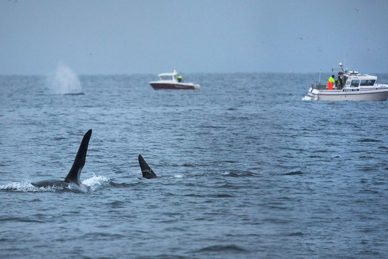 Tromsø: Responsible Whale Watching Cruise Aboard MS Alba