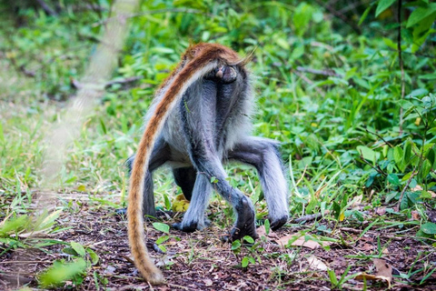 Zanzibar Jozani Forest, Turtle Swim at Salam Cave & The Rock Private tour without hotel transfer