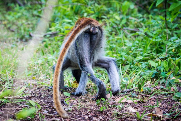 Zanzibar Jozani Forest, Turtle Swim at Salam Cave & The Rock Private tour without hotel transfer