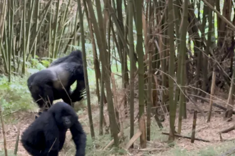 1-Day Rwanda Gorilla Trekking Volcanoes National Park
