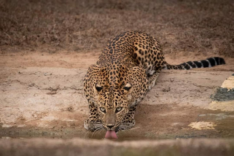 Vanuit Ella: Yala Safari met Drop: Tangalle / Mirissa / Galle