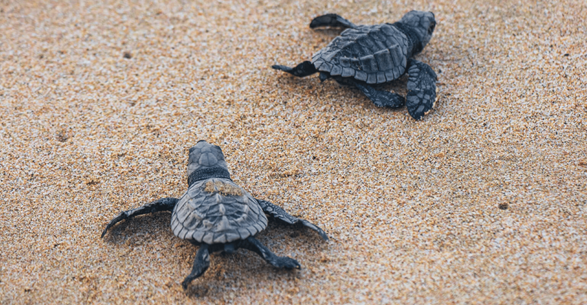 De Huatulco, Crocodiles et Turtles Eco Tour - Hizvo