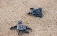 De Huatulco, Crocodiles et Turtles Eco Tour - Hizvo