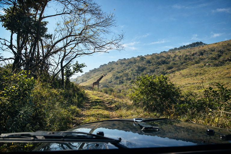 From North Durban: iSimangaliso Park Safari & Boat Cruise